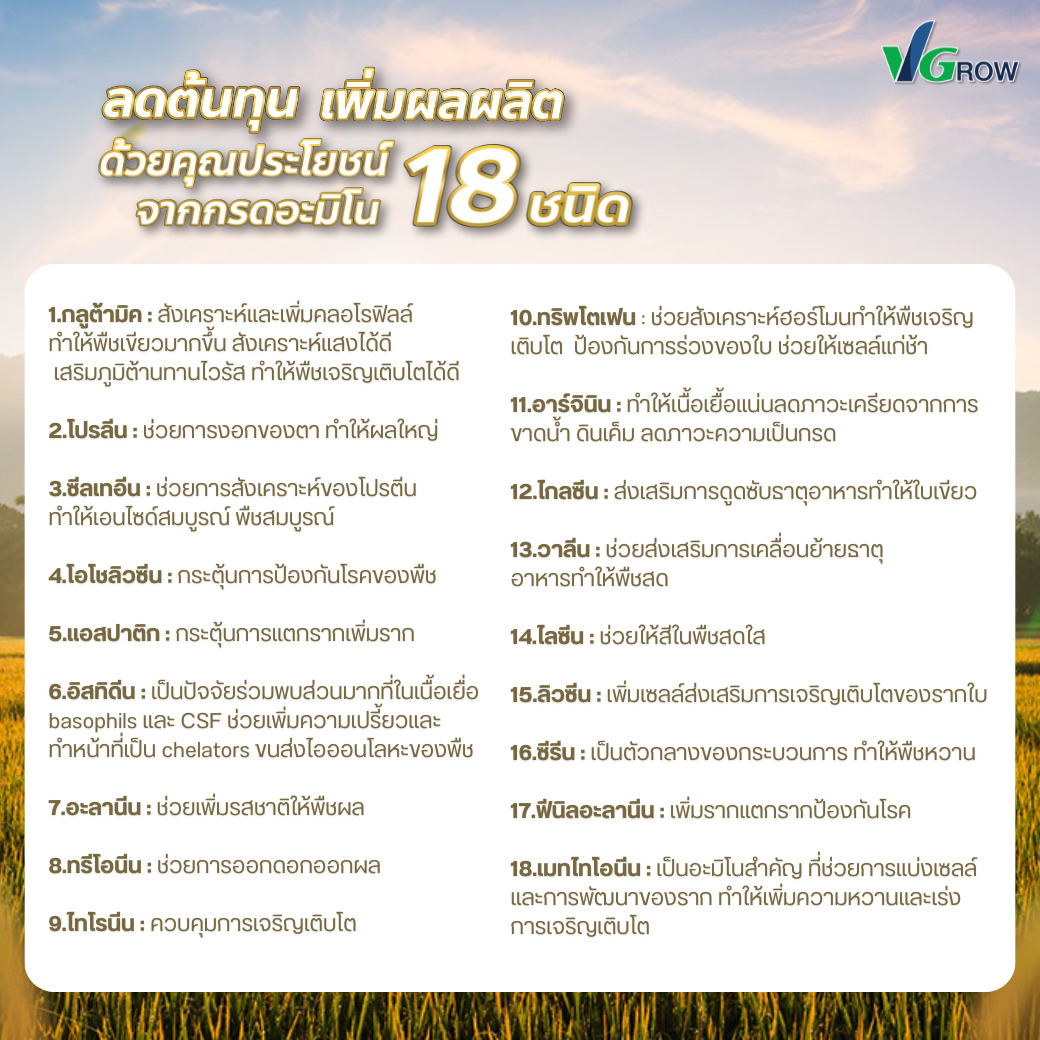 ผลิตภัณฑ์ แอมโกรว์ - AMGROW (ชนิดผง) - Image 3