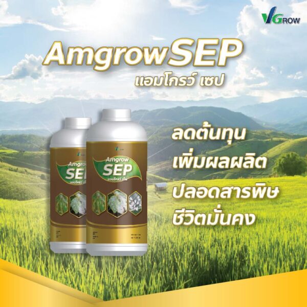 Alternative view of ผลิตภัณฑ์ แอมโกรว์ เซ็พ - AMGROW SEP
